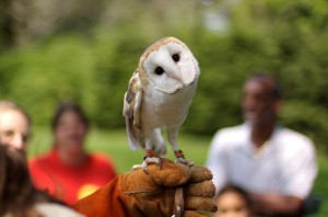Owls are kept tethered in broad daylight