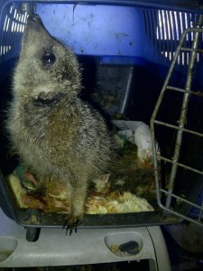 Meerkat Meerkat