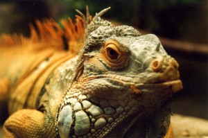 Iguana